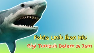 Fakta unik ikan hiu | gigi tumbuh dalam 24 jam