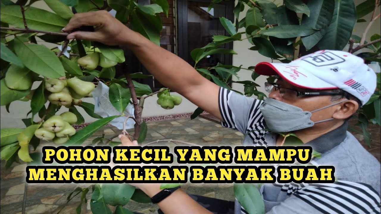 TABULAMPOT JAMBU AIR MDH BERBUAH DENGAN BANYAK