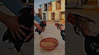 Download Lagu aseel rooster attitude video// Sidhu moose Wala song ||my block #aseellovers #aseel #sidhumoosewala MP3 Download Lagu aseel rooster attitude video// Sidhu moose Wala song ||my block #aseellovers #aseel #sidhumoosewala MP3