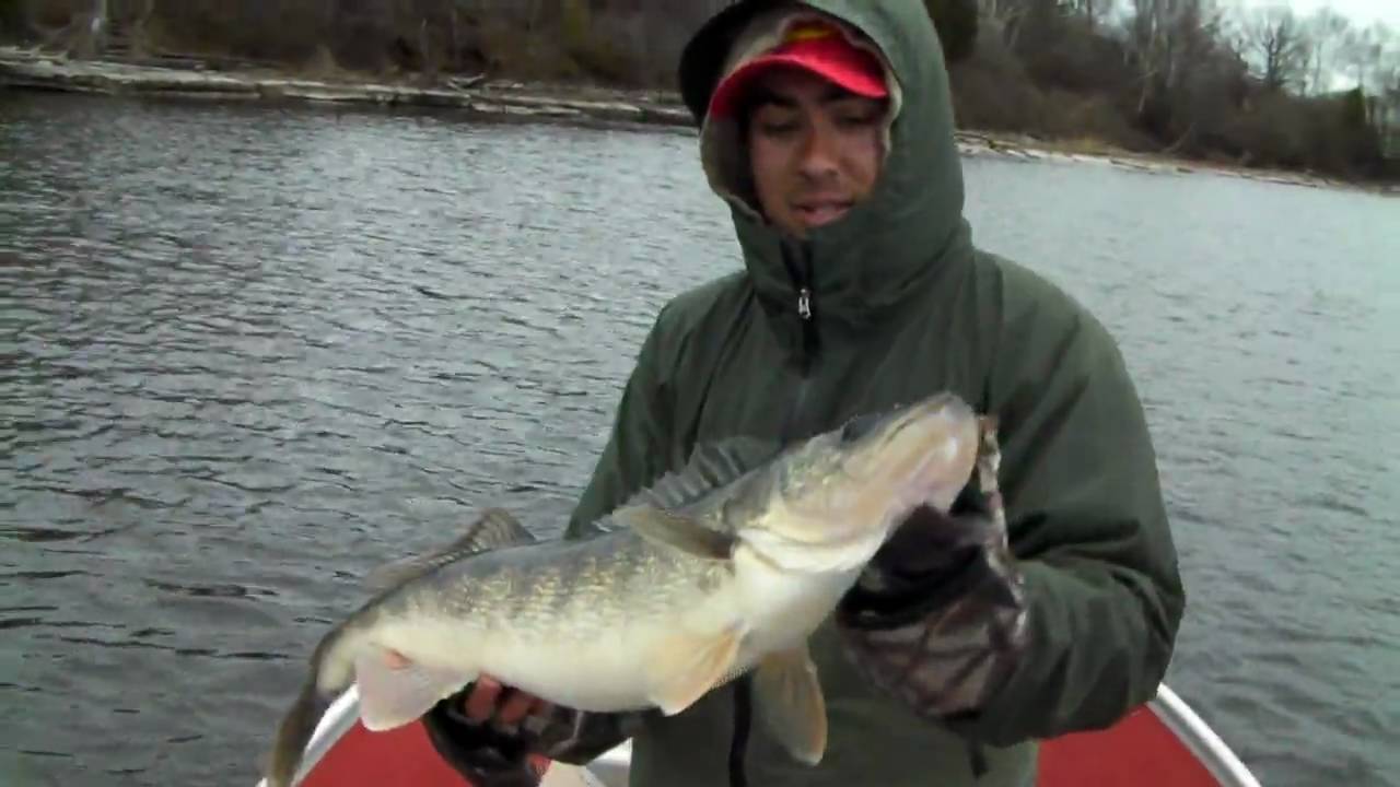 Trophy Walleye Fishing Black River Bay New York YouTube