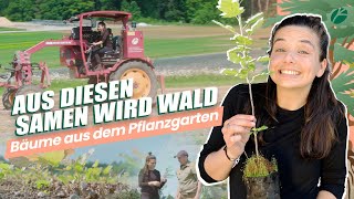 Neue Bäume für den Wald? Vom Samen bis zum Zukunftswald! I 💚🌳Waldreportage mit Nadine Hadad