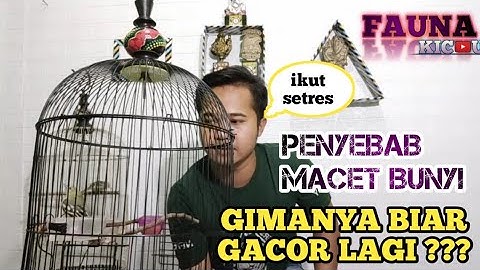 PENYEBAB BURUNG SIRTU MACET BUNYI DAN CARA PERAWATAN SUPAYA GACOR LAGI