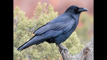 Ninth Sunday after Pentecost, 08/10/2025