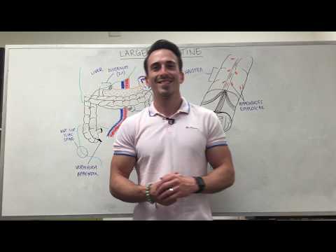 Video: Transverse Colon Anatomy, Diagram & Function - Kroppskart