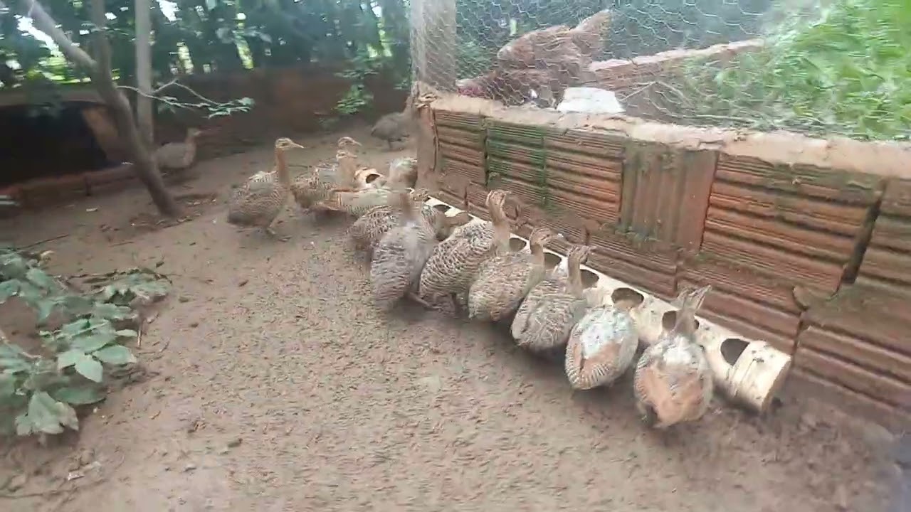 Flagrante Incrível da Perdiz Brasileira!