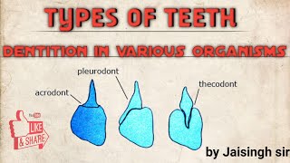 Types of teeth / Dentition in various organisms