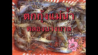 ตกกุ้งแม่น้ำคลองบางบาล ep1