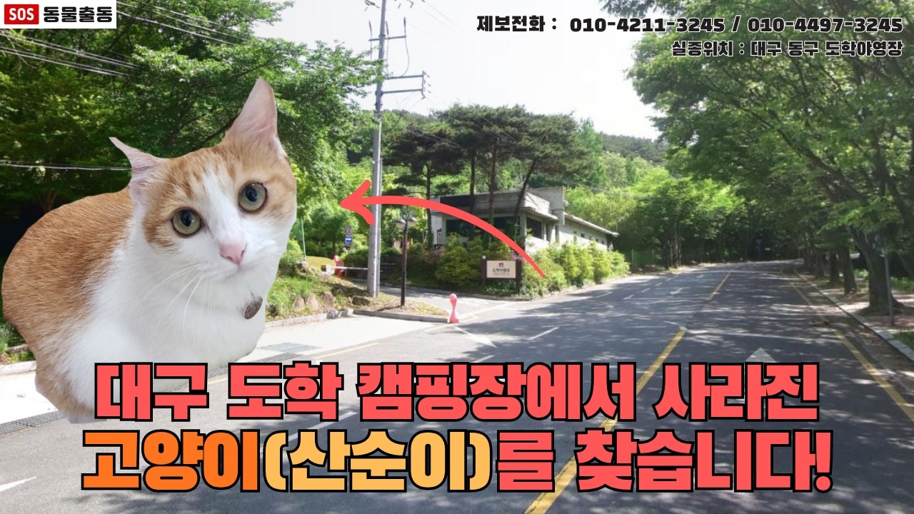 [고양이탐정] 대구에서 잃어버린 고양이 산순이를 찾습니다. (대구시 실종동물 방송)