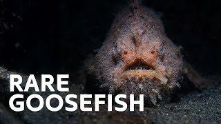 Monsters Of The Deep Ocean: The Angler fish