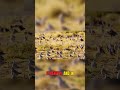 How Birds' Magnetic Sense Helps Them Find Their Way #BirdMigration #Magnetoreception #QuantumBiology