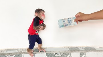 5 Secrets to Raising a Clever Monkey like Cubis!