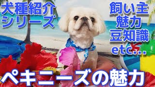 ペキニーズの飼い方や魅力についてご紹介【#65】犬種紹介シリーズ