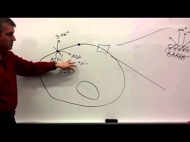 Membrane Potentials for beginners class=
