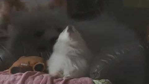 Sulliops Discourse Forums