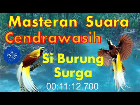 NO ADS !!! RARE Bird !!! Cendrawasih Bird Song Master. #birdsong #chirping #cendrawasih