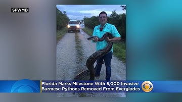 Florida Marks Milestone With 5,000 Invasive Burmese Pythons Removed From Everglades