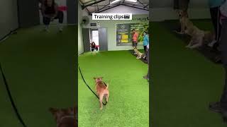 30 Breeds At Pets4Life Day 7 Staffordshire Bull Terrier Featuring Kai & Ivy, Our Amazing Staffie