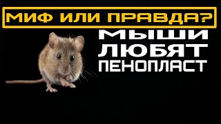 Мыши любят пенопласт! Миф или правда? Каркасник и мыши.