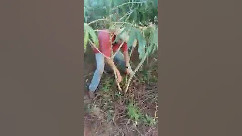 Wines Tree Funny video દારૂ નુ ઝાડ