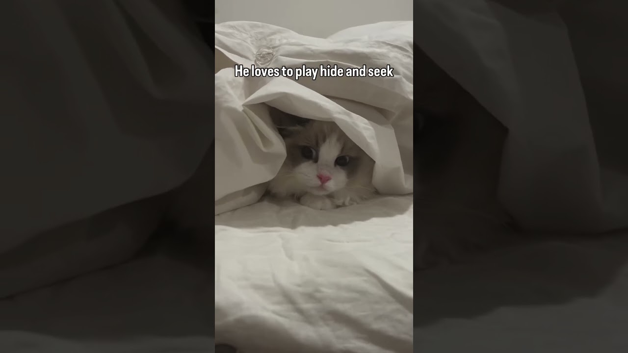 #ragdoll #ragdollcat #bayarea