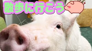 ミニブタつくねとミーアキャットモナカと夜のお散歩☆みさちゃんに手伝ってもらったよ☆