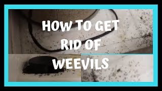 HOW TO GET RID OF Weevil  Infestions | How to Get Rid of Bugs