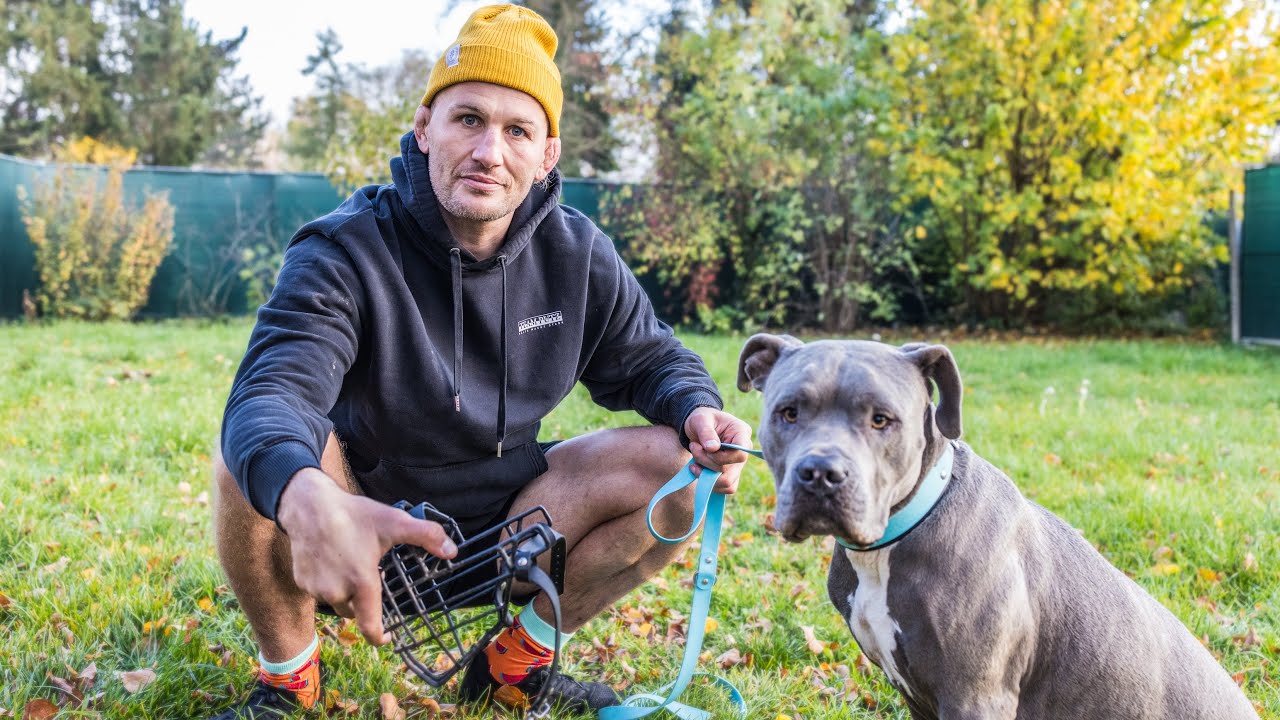 Training mit einem REAKTIVEN American Staffordshire Terrier