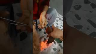 Kinh nghiệm cắt đuôi chó poodle sau sinh by Biên Le 61 views 2 years ago 2 minutes, 20 seconds