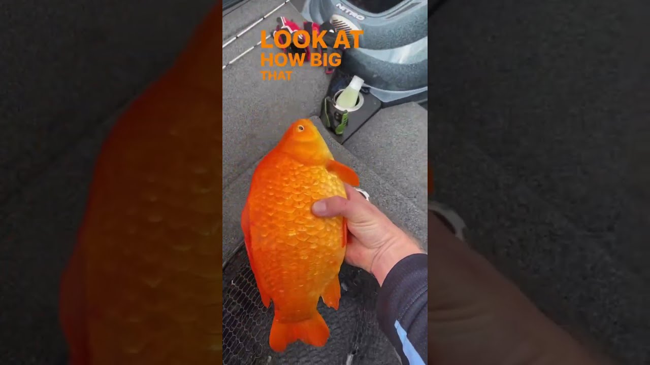 Wild Gold Fish How Did It Get So Big Goldfish Wildlife