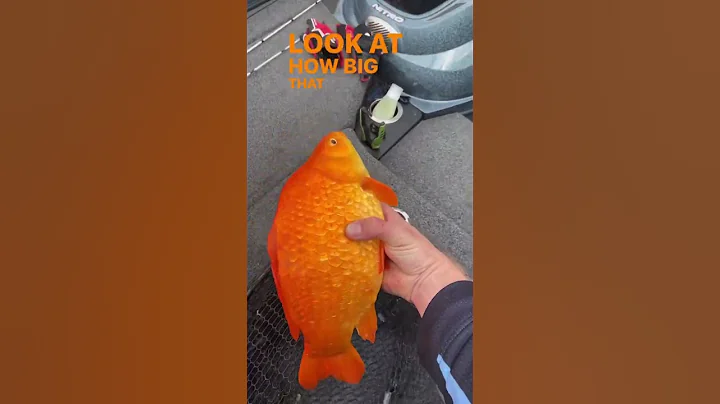 Wild gold fish! How did it get so big? #goldfish #wildlife