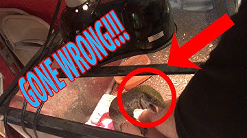 TAMING MY SAVANNAH MONITOR! (GONE WRONG!)