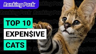 Top10 Most Expensive Cats