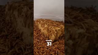 Big Sponge Vs Mealworms Timelapse