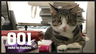 【vlog#1】汚部屋 脱出計画。猫のために断捨離する。 by ねことまひる 59,528 views 5 years ago 4 minutes, 39 seconds