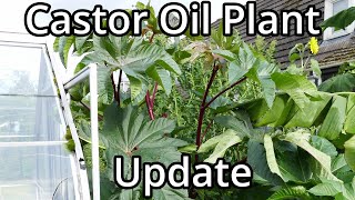 Giant Castor Oil Plants (End Of Year Update)