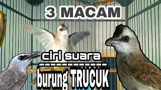 SUARA KHAS BURUNG TRUCUK |3 macam ciri suara trucukan