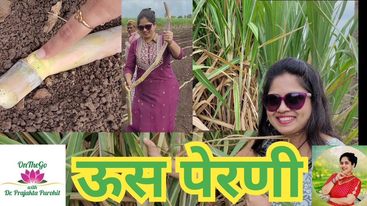 ऊस कसा पेरतात ? ऊस पेरणी - How is Sugarcane Planted ? Sugarcane Plantation