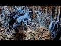 American Kestrel Chicks Getting Active In The Nest Box | June 1, 2026