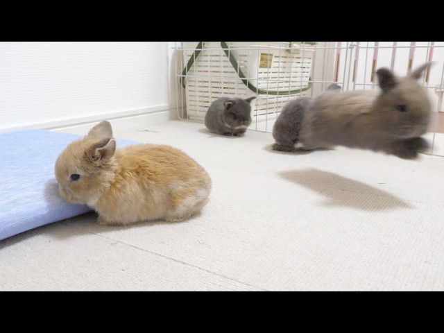 The Expressive Quintuplet Babies - YouTube