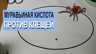 Муравьиная кислота против клещей | Тест народного средства от паразитов