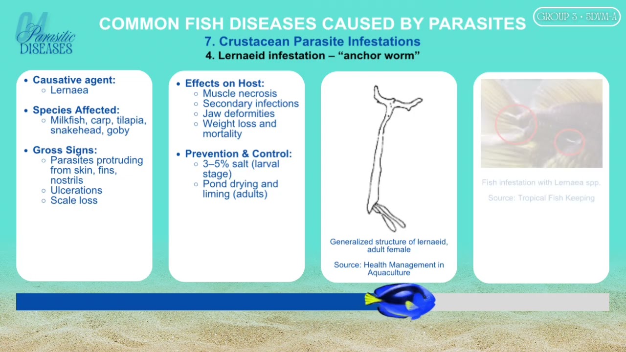 AQUA | Паразитарные заболевания II | (3A, 2026)