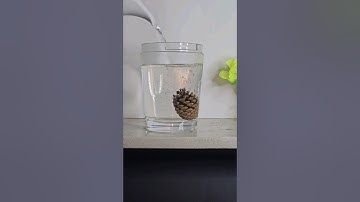 pine cone science experiment #shorts #experiment
