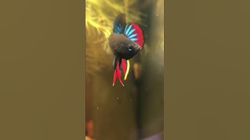 Cá lia thia đồng Việt Nam