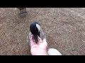 Feeding Canada geese