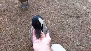 Feeding Canada geese
