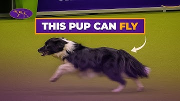 Is This The Fastest Dog Of All-Time? 🐕💨