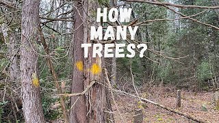 How many trees did we mark? #shorts
