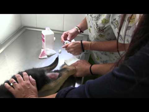 Video: Dermatitis Alérgica Por Pulgas En Perros: Signos Y Tratamiento