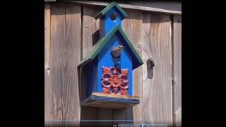 A Little Wren Takes Up Residence in Shauns Attractive Garden Bird Box Duncan Vancouver Island BC