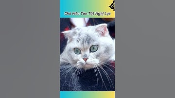 🐾 Câu Chuyện Cảm Động Về Chú Mèo Tàn Tật #thúcưng #vậtnuôi #chómèohàihước #funny #pets #cat #cute